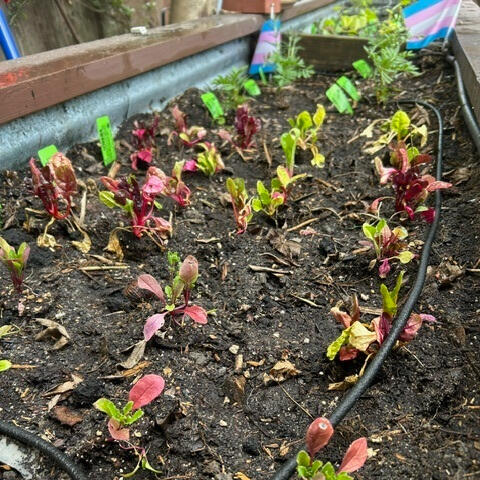 A collage of newly planted veggies and a cute dog. Trans flags are also planted in the veggie bed.